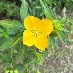 Ludwigia peruviana Flower