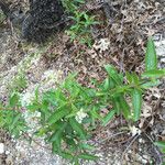 Ceanothus herbaceus Hábito