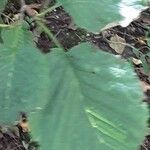 Alnus maximowiczii Hostoa