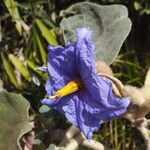 Solanum crinitum Virág