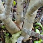 Crassula ovata Bark