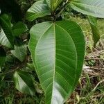 Bellucia grossularioides Leaf