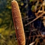 Typha angustifolia Fruct