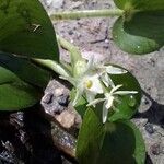 Heteranthera reniformis Flower