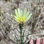 Scorzonera aristata 花