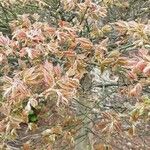 Acer japonicum Ліст