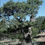 Juniperus scopulorum Hábitos