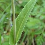 Turritis brassica Leaf