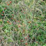 Asparagus officinalis Fruit