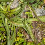 Tolpis staticifolia Blatt