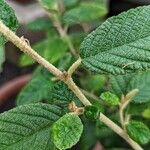 Pomaderris racemosa 樹皮