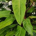 Philodendron erubescens Συνήθη χαρακτηριστικά