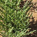 Anabasis articulata Leaf