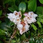 Vaccinium vitis-idaea Flor