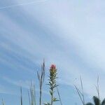 Castilleja indivisa Flor