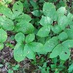 Aralia nudicaulis Folio