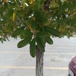 Quercus virginiana Lapas