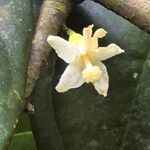 Quararibea turbinataFlower