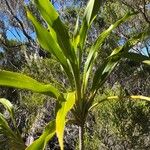 Cordyline mauritiana Leaf