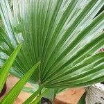 Livistona chinensis Folha