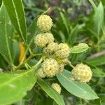 Conocarpus erectus Frucht