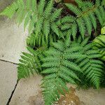 Dicksonia antarctica 整株植物