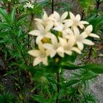 Collomia grandiflora Floare