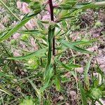 Collomia grandiflora Foglia