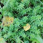 Galium mollugo Leaf