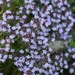 Thymus herba-barona Çiçek