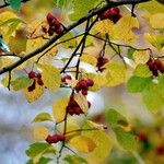 Crataegus persimilis Leaf