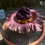 Amorphophallus paeoniifolius Кветка