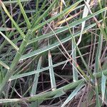 Paspalum vaginatum Leaf