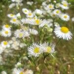 Erigeron strigosus Fula