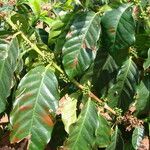 Coffea canephora पत्ता