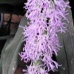 Liatris pycnostachya 花