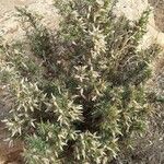 Astragalus armatus Fulla