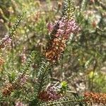 Erica vagans Kukka