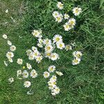 Leucanthemum heterophyllum 花