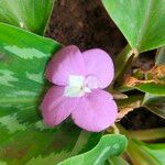Kaempferia galanga Floare