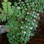 Phyllanthus virgultiramus Hoja