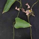 Aristolochia triangularis ᱵᱟᱦᱟ