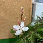 Oenothera lindheimeriFlower