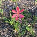 Hesperantha coccinea Flor