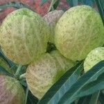 Gomphocarpus physocarpus Fruct