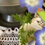 Nemophila menziesii Hoja