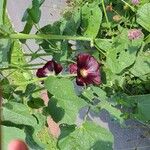 Alcea roseaFlower