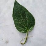 Piper longum Leaf