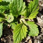 Verbena urticifolia Лист