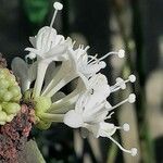 Rhododendron columbianum Flor